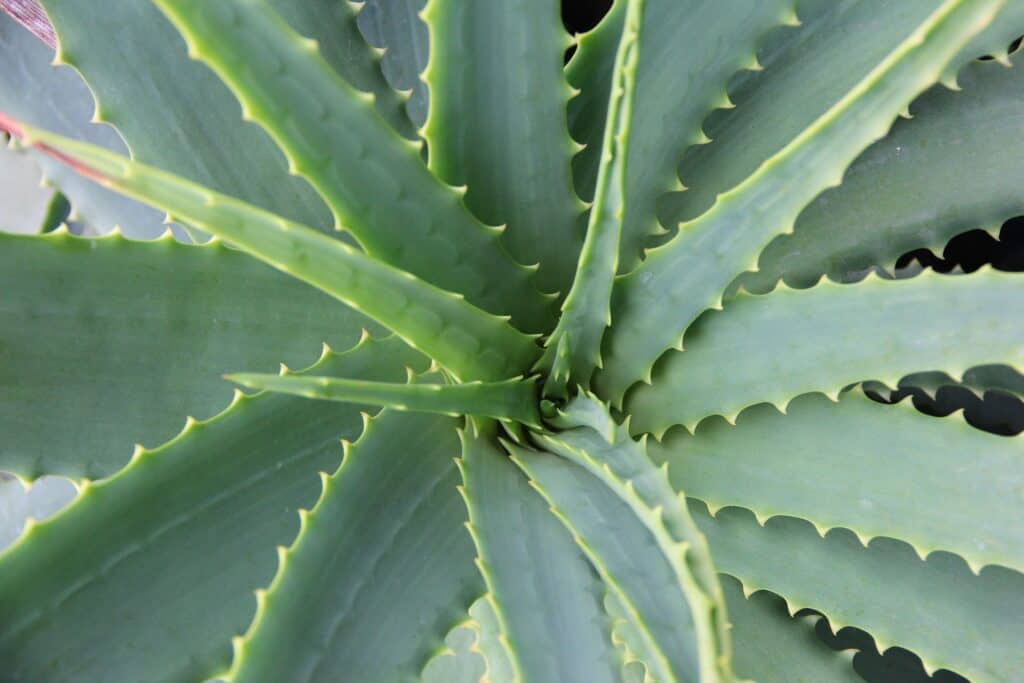 5 Aloevera face mask to solve all your skincare problems